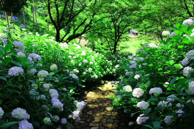 県立七沢森林公園【厚木市】